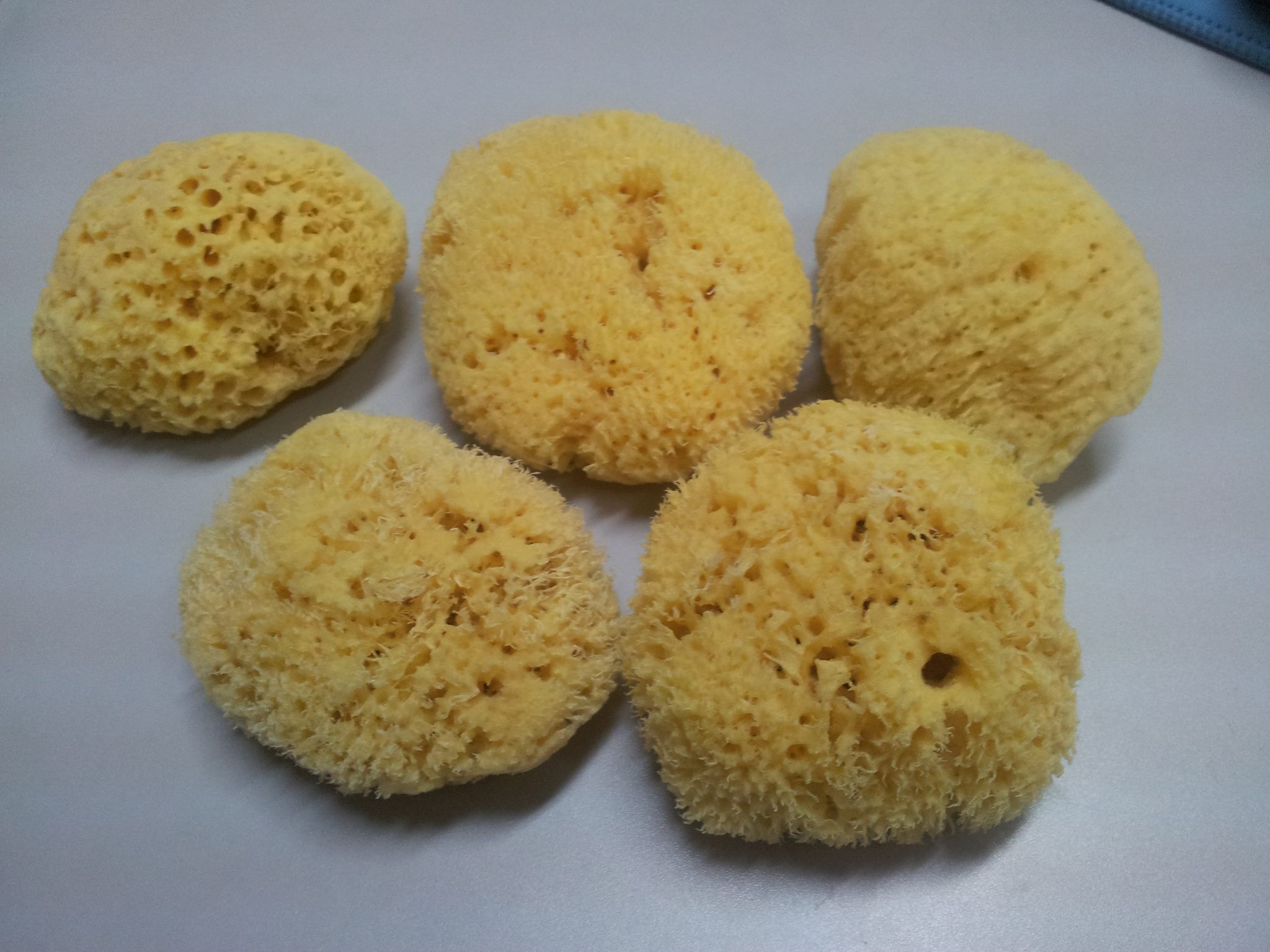 Large Natural Sea Bath Sponge - Sponge.ph | Philippine Natural Sea Sponge